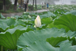 荷塘中的待放荷花