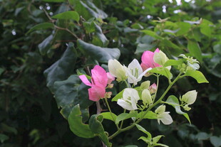 娇艳双色花绽放绿叶间