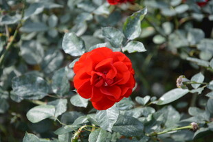 娇艳红玫瑰绽放绿叶间