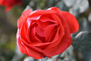 娇艳红玫瑰特写