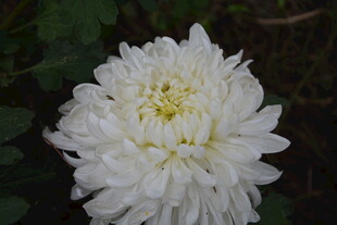 洁白绽放的美丽菊花