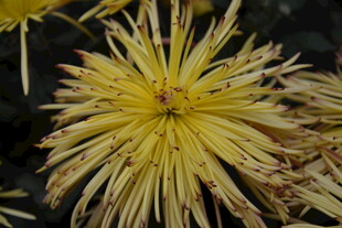 黄色细长花瓣的美丽菊花