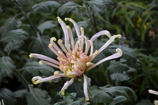 奇特绽放的多瓣花朵