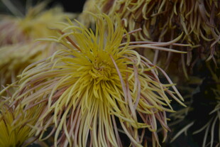 黄色丝状菊花特写