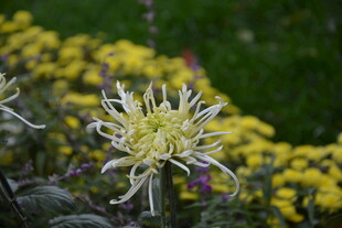 绽放的黄白菊花