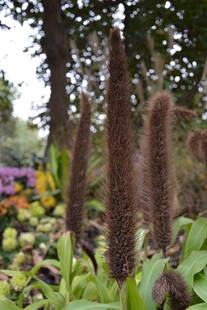 花园中的特色植物景观