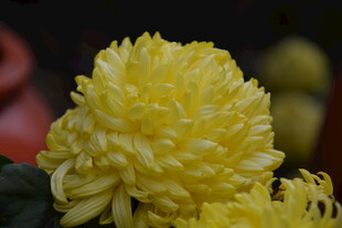 黄色菊花特写