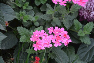 娇艳粉色花朵与绿叶相伴