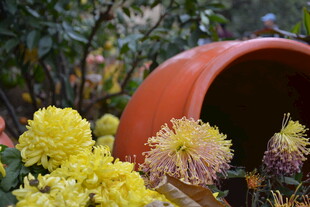 陶盆旁绽放的多彩菊花