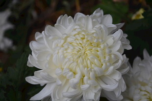 洁白绽放的美丽菊花