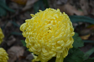 黄色绒球菊花特写