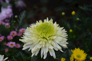 绽放的清新白菊花