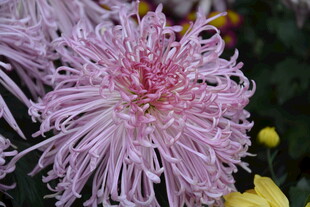 粉色丝状菊花特写