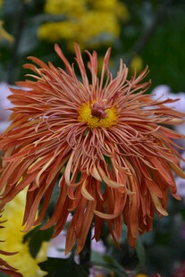 橘色丝状菊花特写