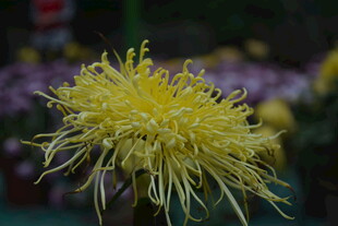 黄色丝状菊花特写