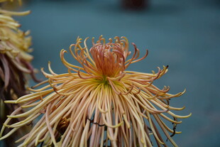 绽放的黄色丝状菊花