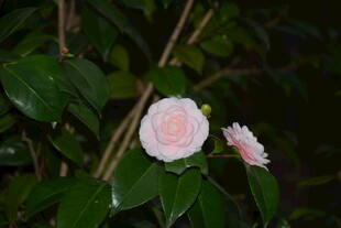 夜下两朵粉嫩月季花