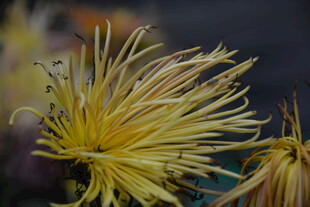 金黄细长花瓣的美丽菊花