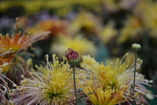 多彩菊花绽放