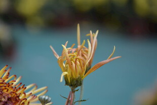 绽放的绚烂花朵