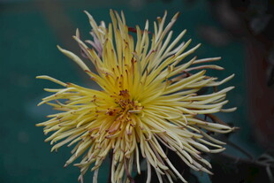 黄色绽放菊花特写