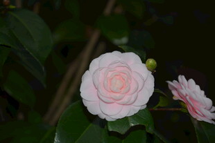 粉嫩山茶花绽放