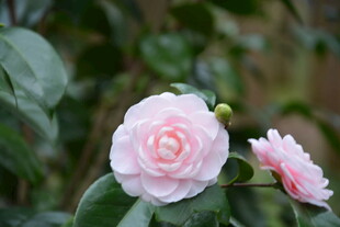 粉嫩山茶花绽放