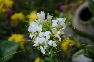 白色小花绽放于绿意间