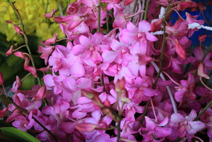 娇艳粉色花卉绽放