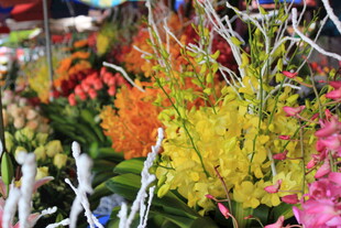 多彩兰花绽放花卉市场