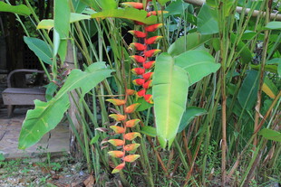 垂挂的艳红蝎尾蕉植物