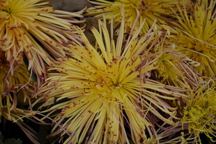 金黄丝状菊花特写