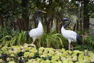 湿地双鸟立于绿植间