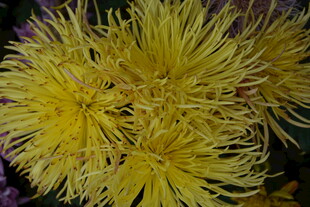 黄色丝状花朵特写