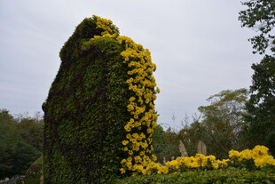 藤蔓覆盖的岩石与黄花