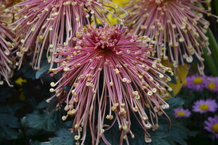 粉色丝状菊花特写