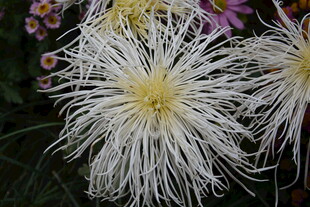 洁白丝状菊花绽放