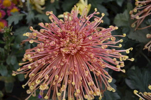 绚丽多彩的绽放菊花