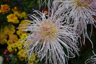 优雅绽放的白色丝状菊花