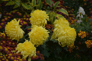 金黄菊花绽放于花丛中