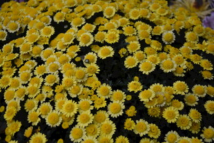 金黄雏菊绽放缤纷美景