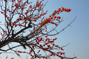 枝头红果映蓝天