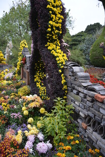 石墙边繁花缠绕的生机景象