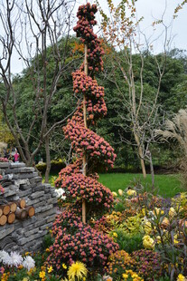 秋日花园中的多彩植物造型