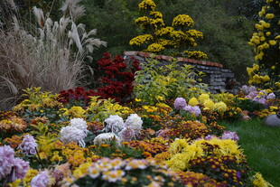 多彩花卉装点美丽花园