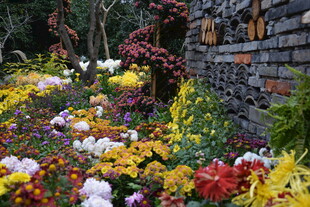多彩花卉装点墙边美景