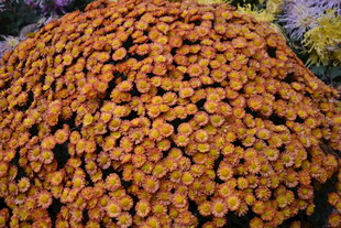 密集的橙色小花簇