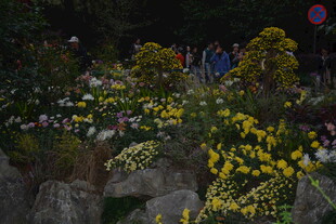 花园中的多彩花卉与岩石