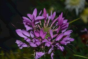 紫色醉蝶花特写