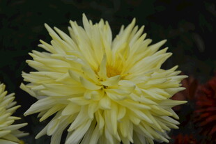 黄色大丽花特写